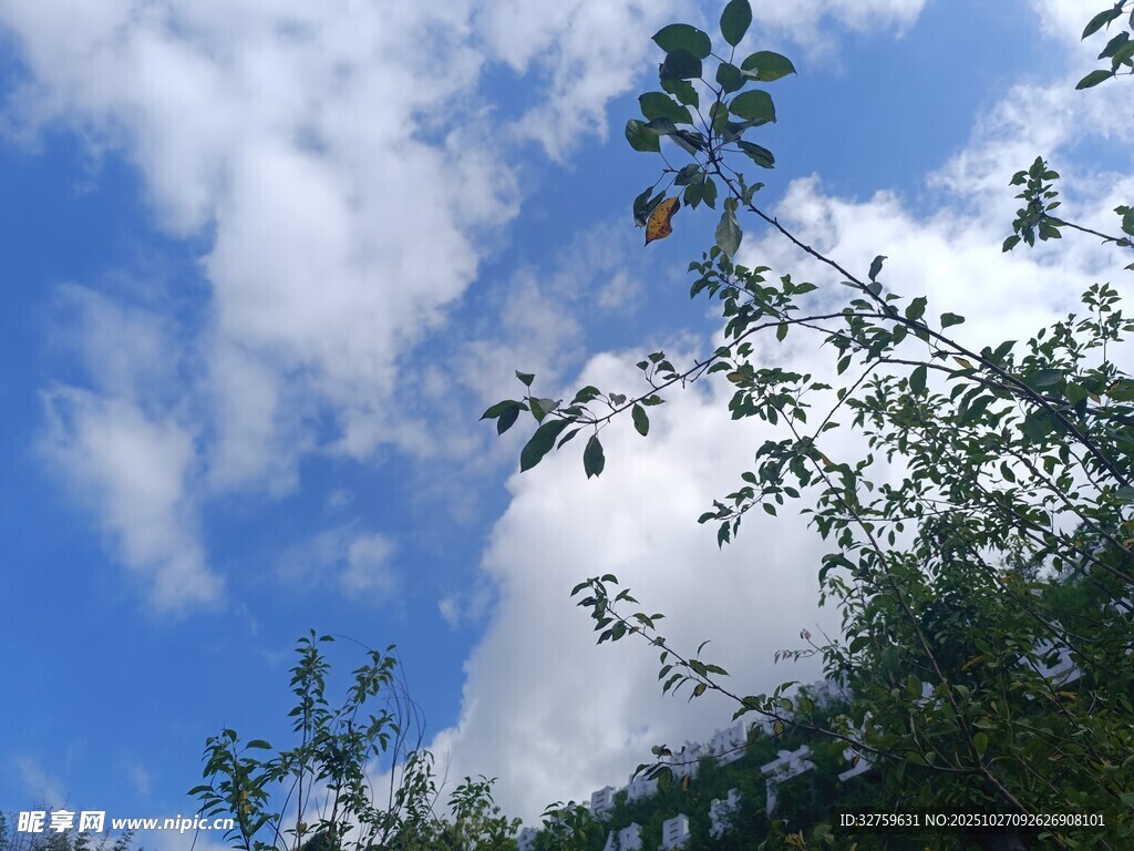 蓝天绿树间的清新景致