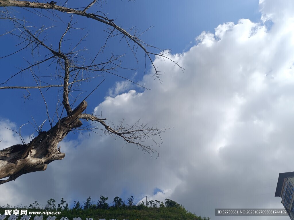 蓝天枯枝与白云