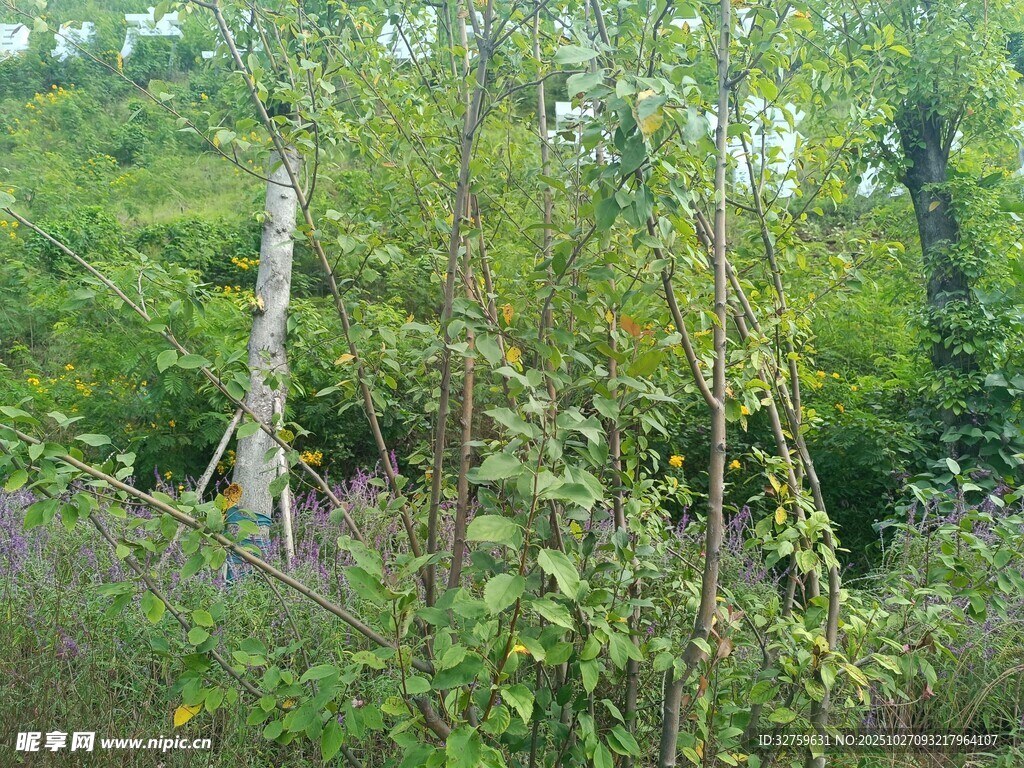 林间繁茂绿植景观