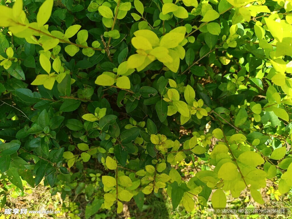 翠绿繁茂的植物叶片