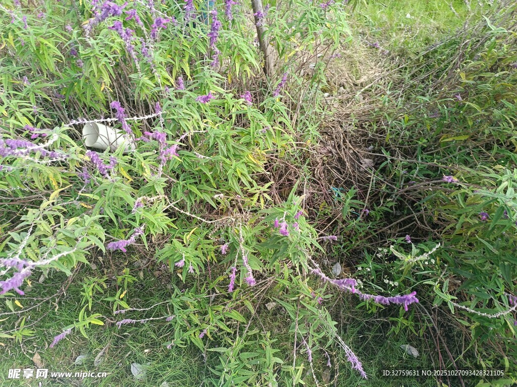 野外紫色繁茂植物景象