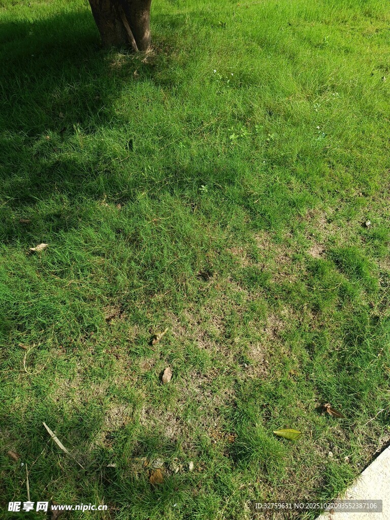 阳光下的翠绿草地