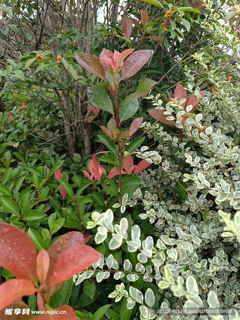 多彩植物景观