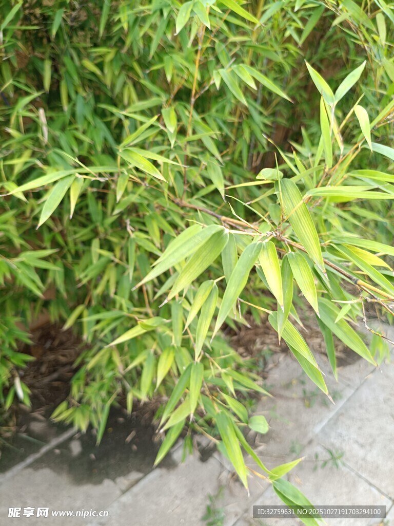 翠绿竹叶生机盎然