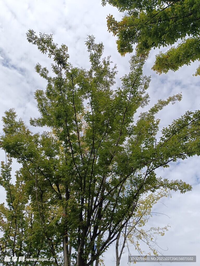 绿叶繁茂的树木