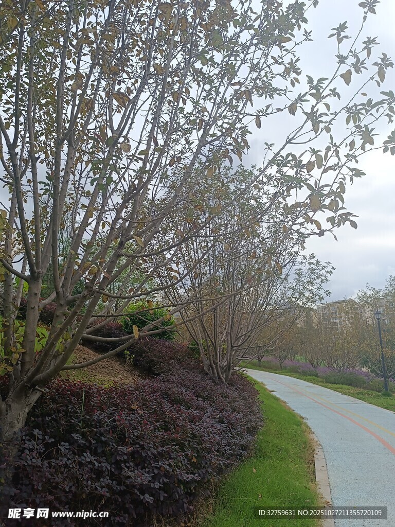 蜿蜒小路旁的树木景观