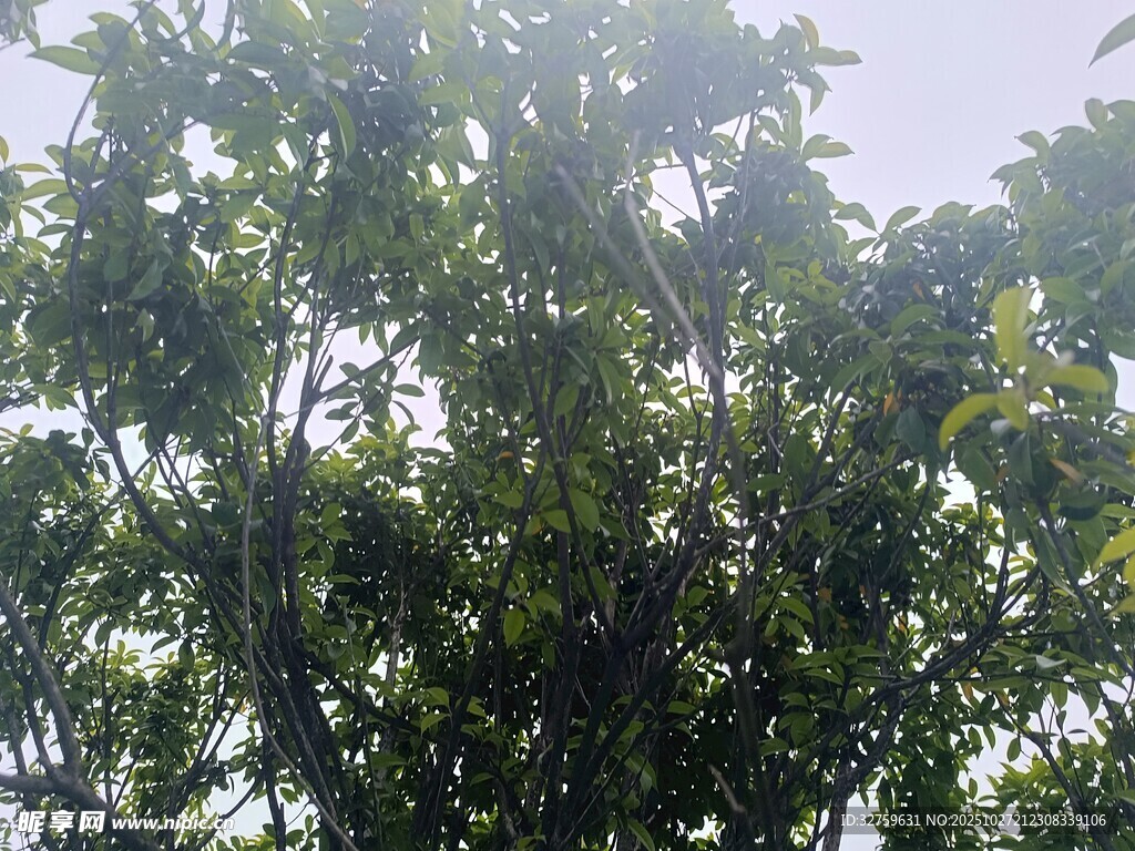 阳光下繁茂的绿树