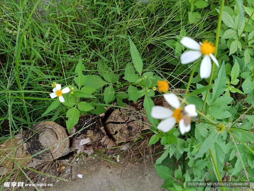 路边绽放的清新小白花