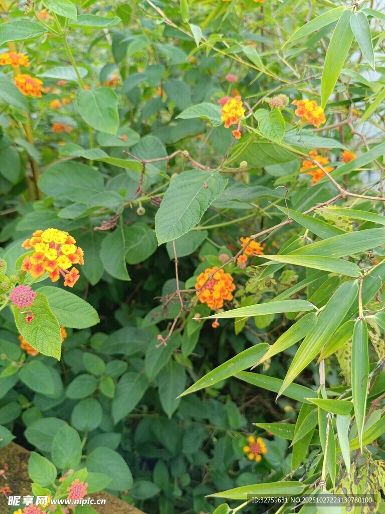 橙黄花朵绽放绿叶间