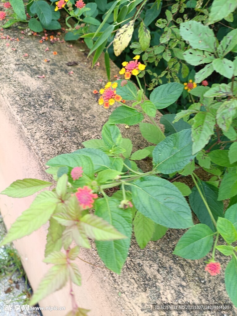 小径旁多彩绽放的花卉