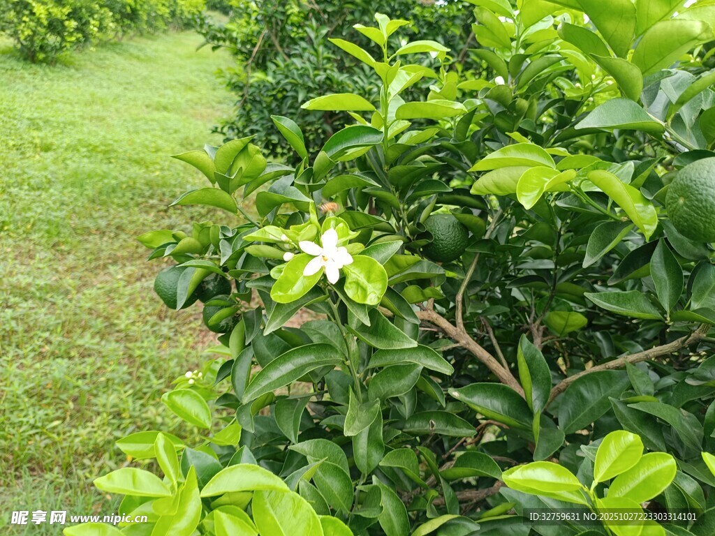 绿叶丛中的白色小花