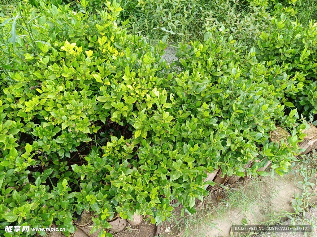 翠绿繁茂的灌木丛