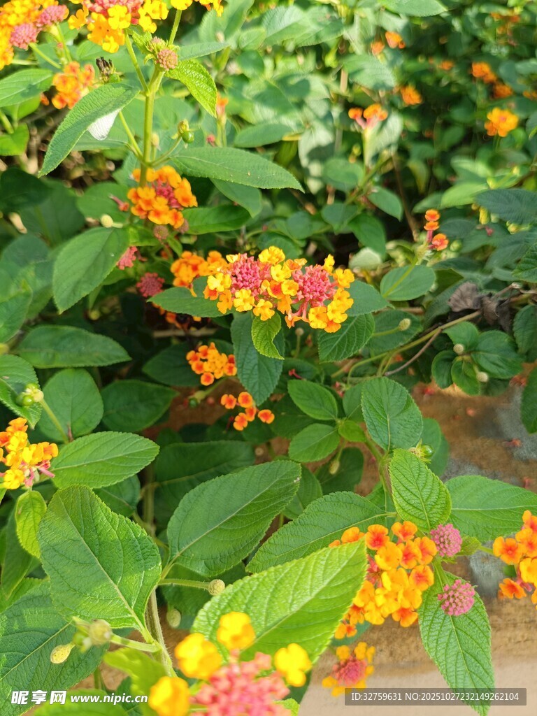 多彩马缨丹绽放