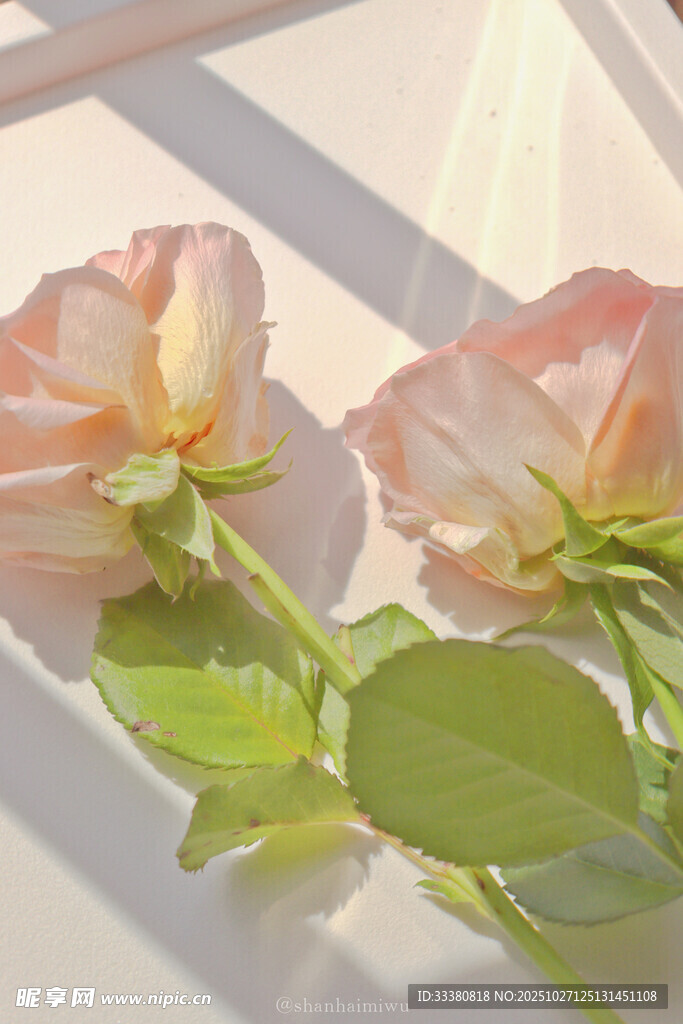 阳光下的两朵柔美粉色玫瑰