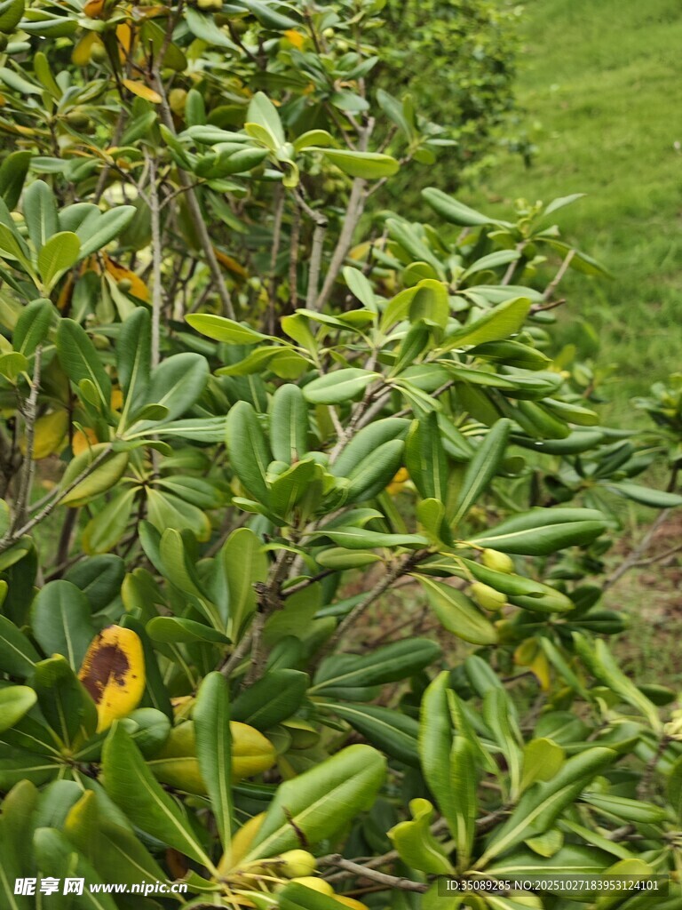 绿叶间的多彩花卉绽放