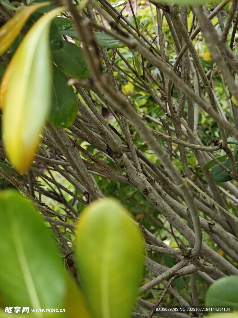绿叶与黄果的植物景致