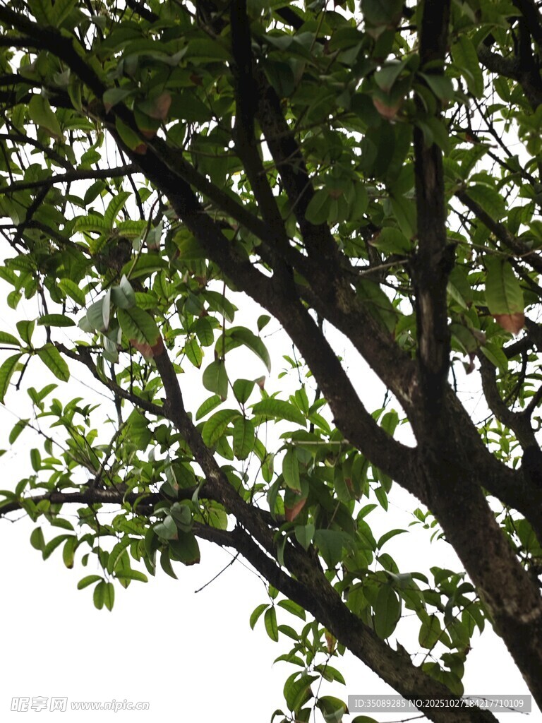 绿叶繁茂的树枝特写