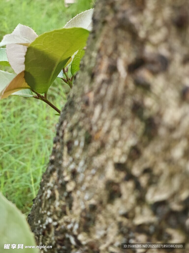 树干旁的嫩绿叶片