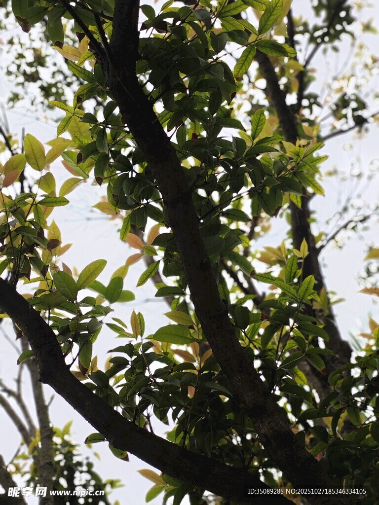 繁茂枝叶间的绿意景致