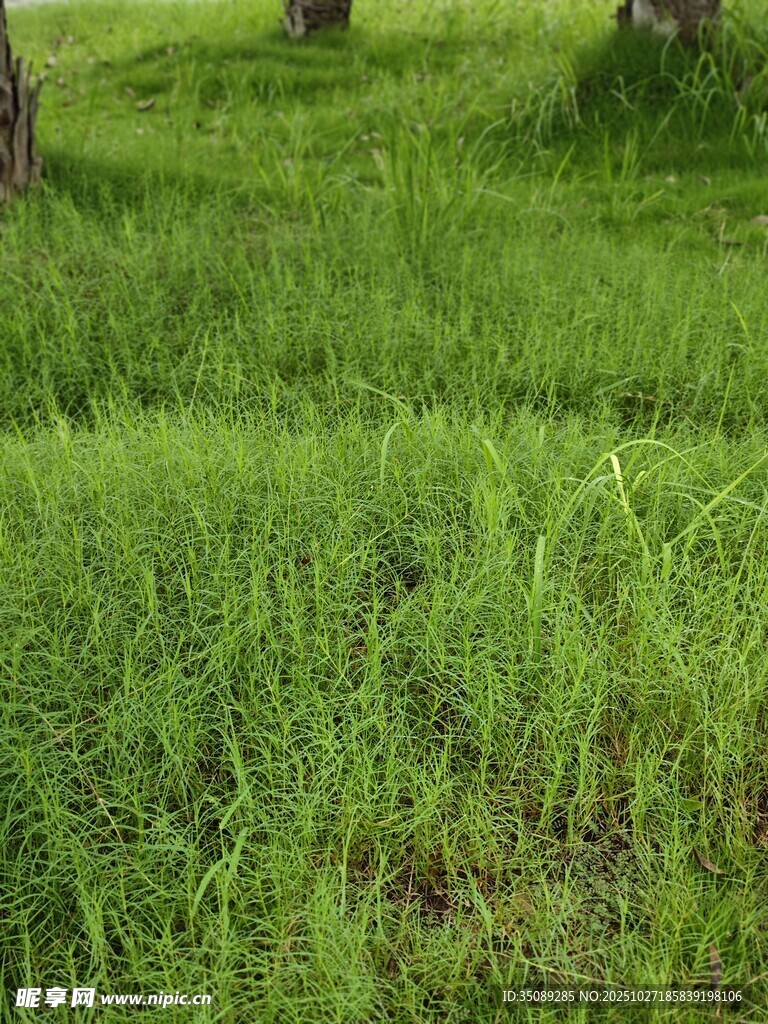 翠绿草地生机盎然