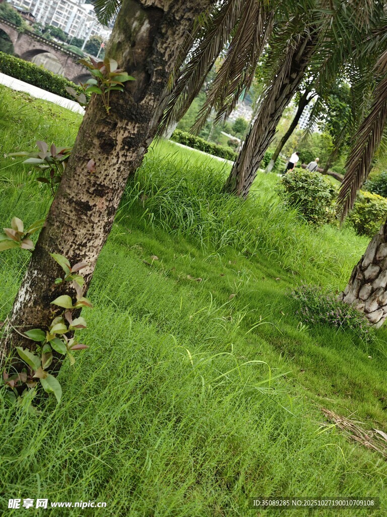 林间葱郁草地与挺拔树木