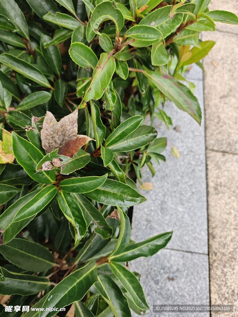 绿叶丛中的枯叶