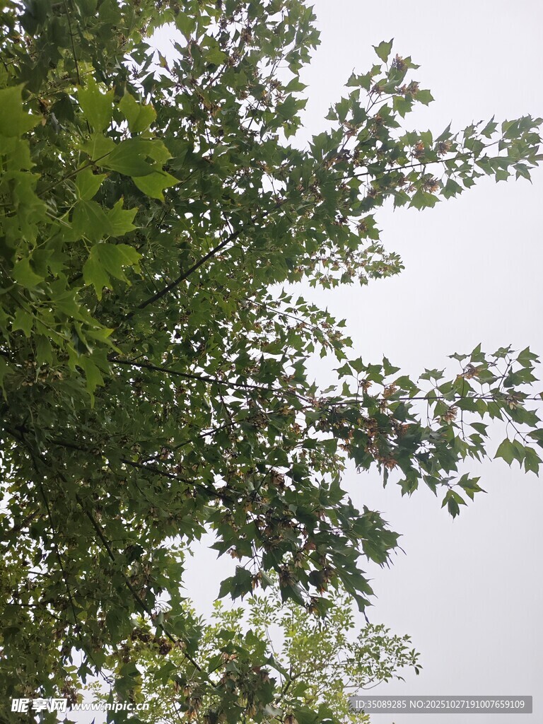 绿叶繁茂的树梢