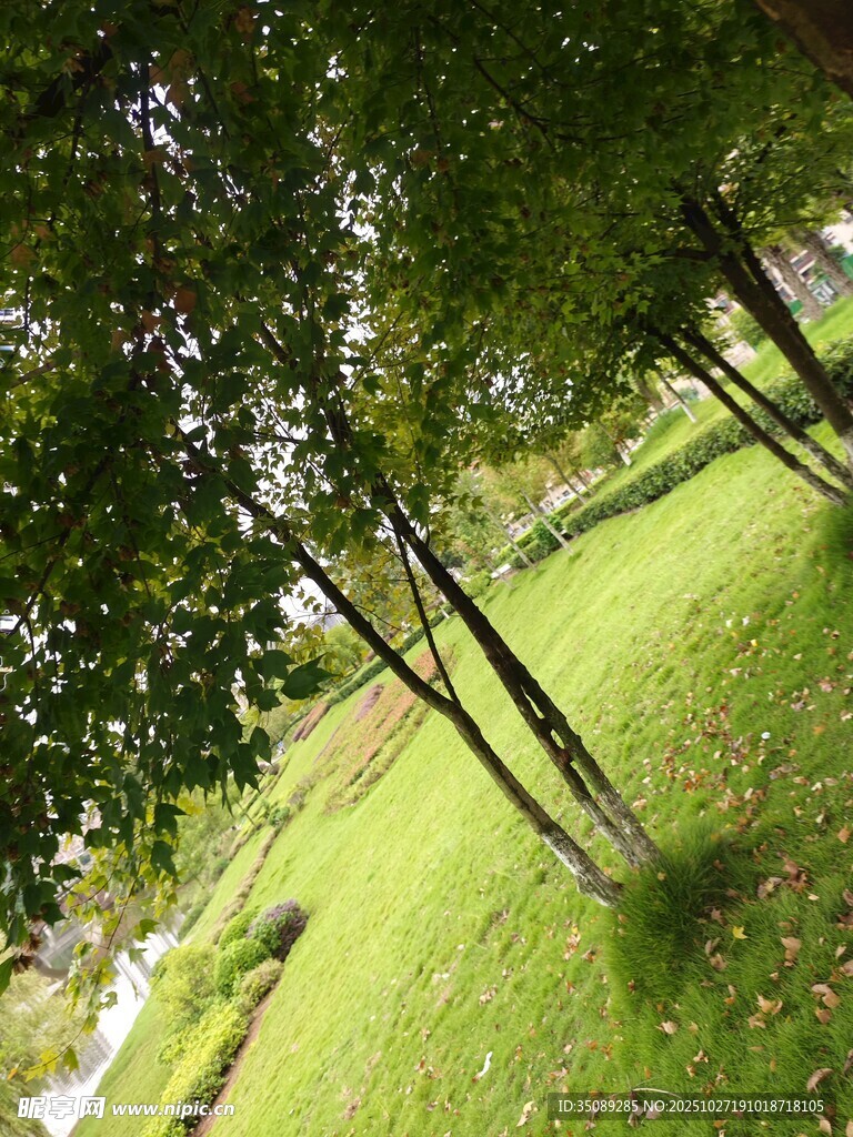 绿意盎然的林间草地