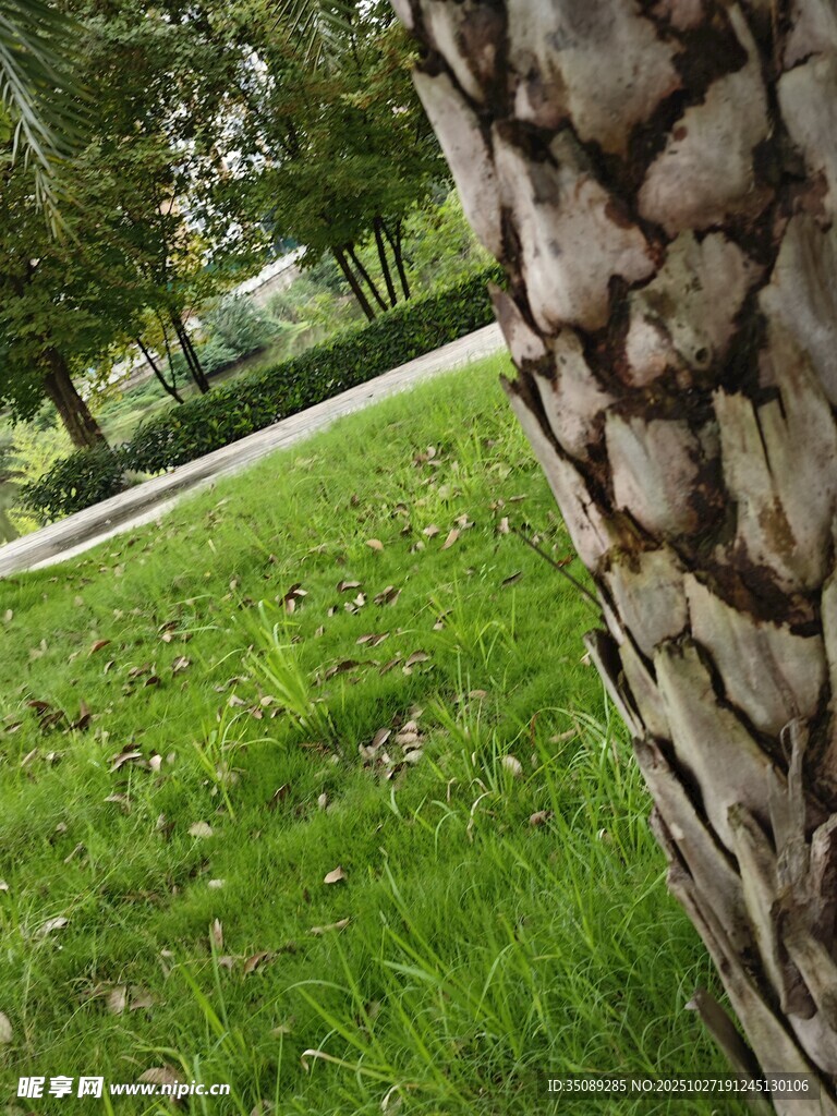 树干旁的翠绿草地