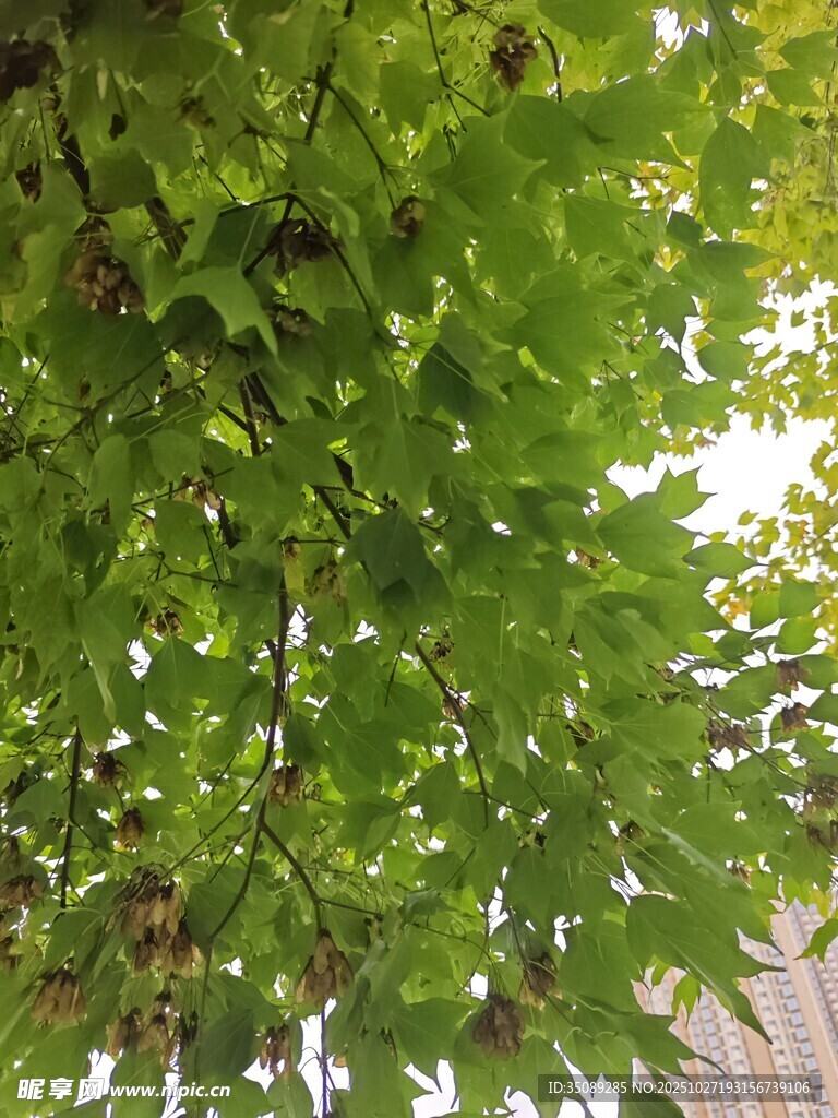 繁茂绿叶下的自然景致