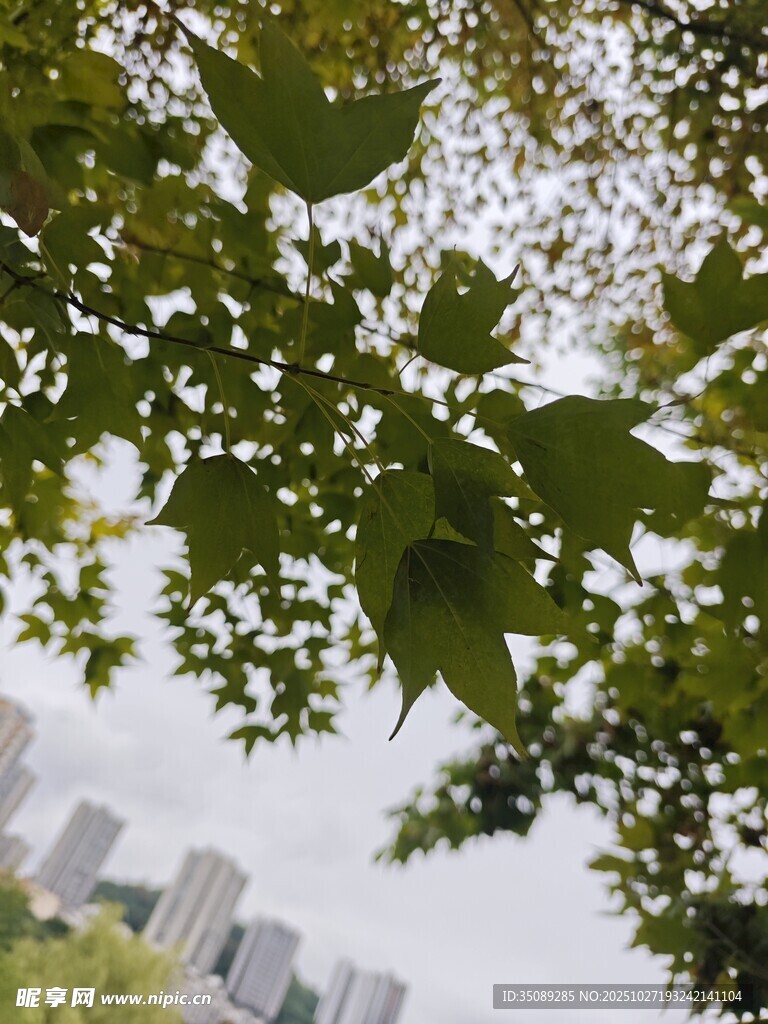 绿叶掩映下的城市天际线