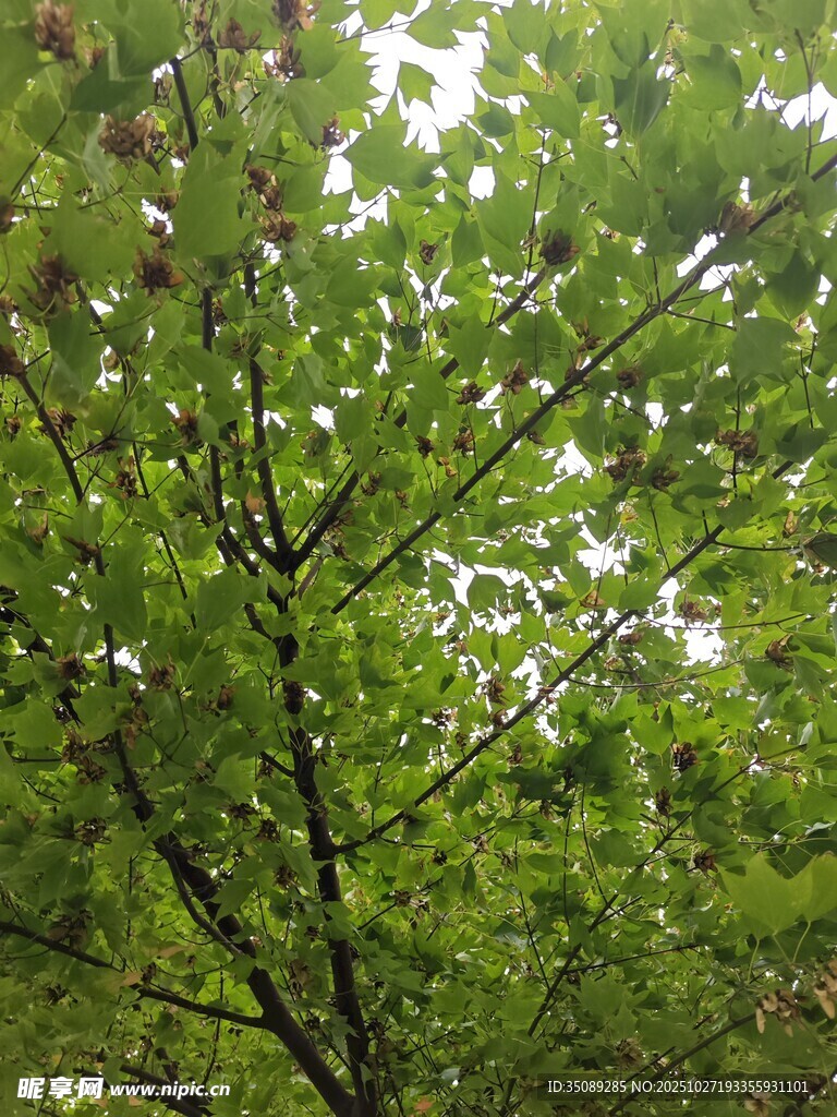 繁茂绿叶间的生机景象