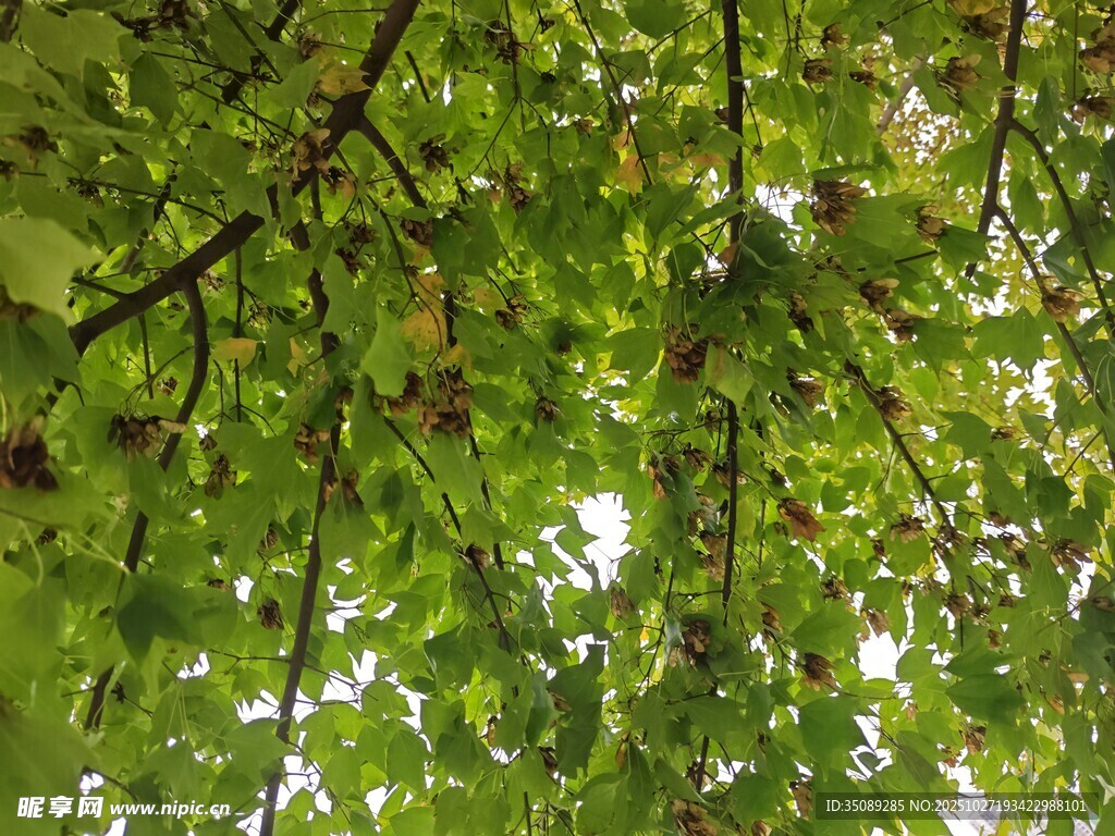 绿叶繁茂阳光斑驳树间