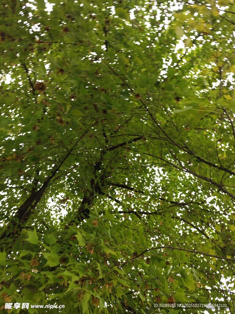 茂密树林中的繁茂枝叶