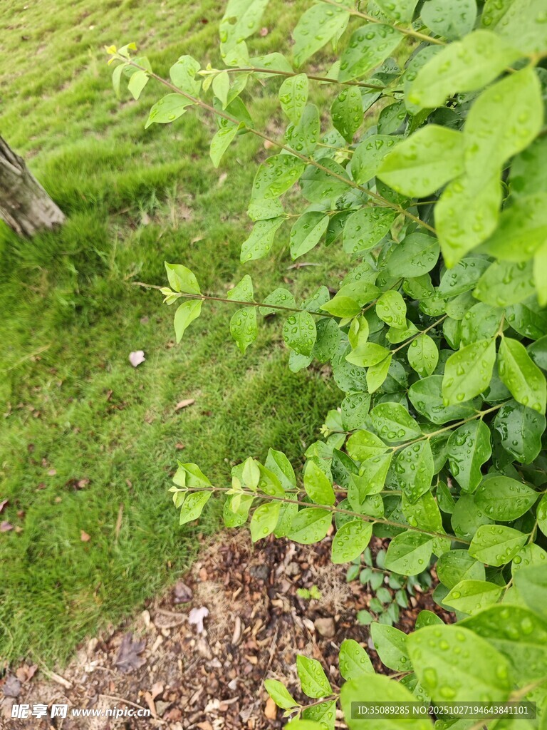 翠绿植物近景特写