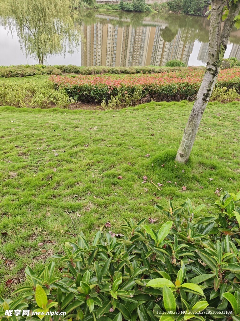 户外翠绿草地与树木景观