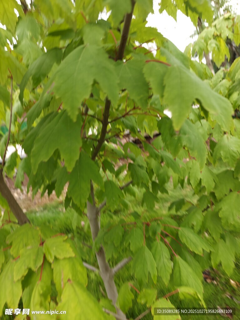 翠绿枝叶繁茂的树木