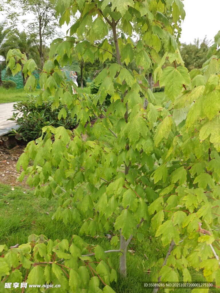 翠绿繁茂的树木枝叶