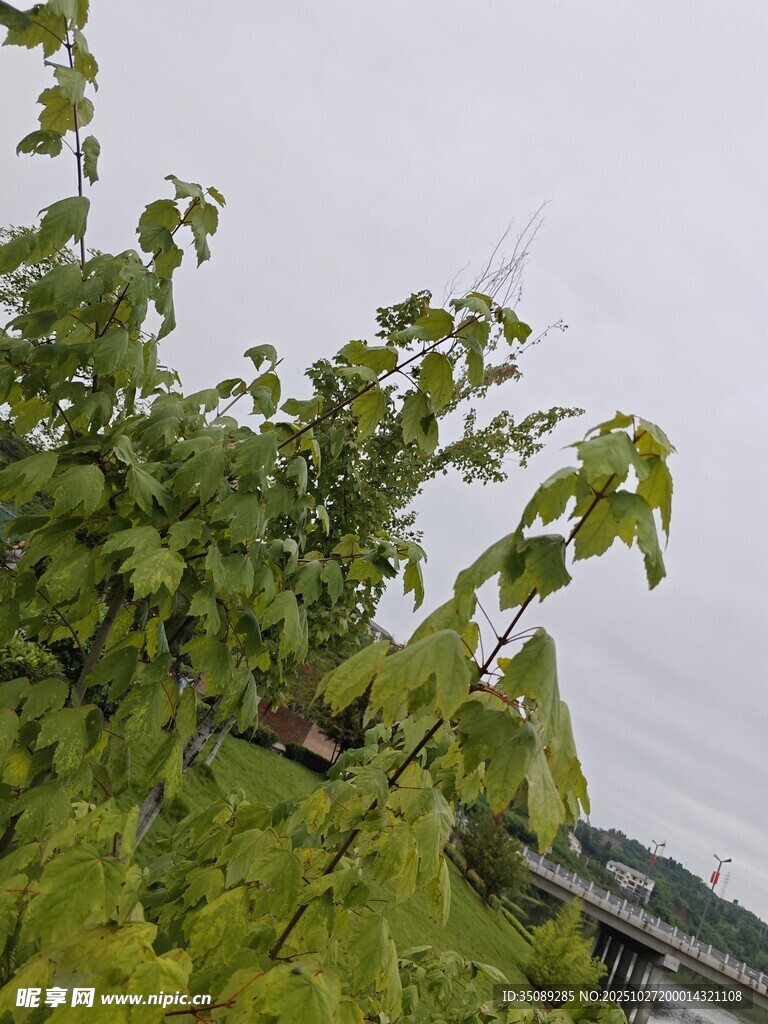 绿叶繁茂的植物景观