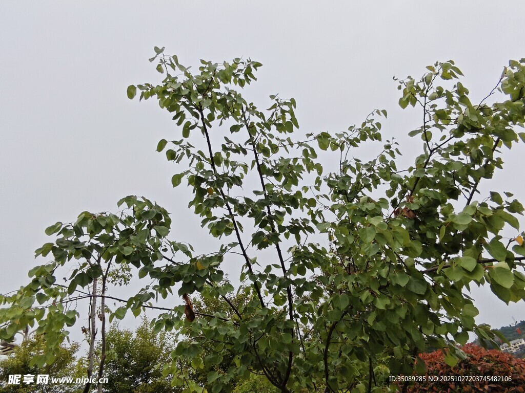 绿叶繁茂的树木