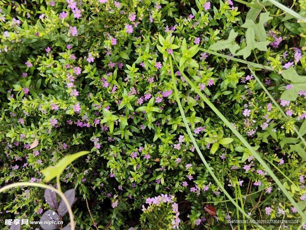 繁茂的绿色植物景观