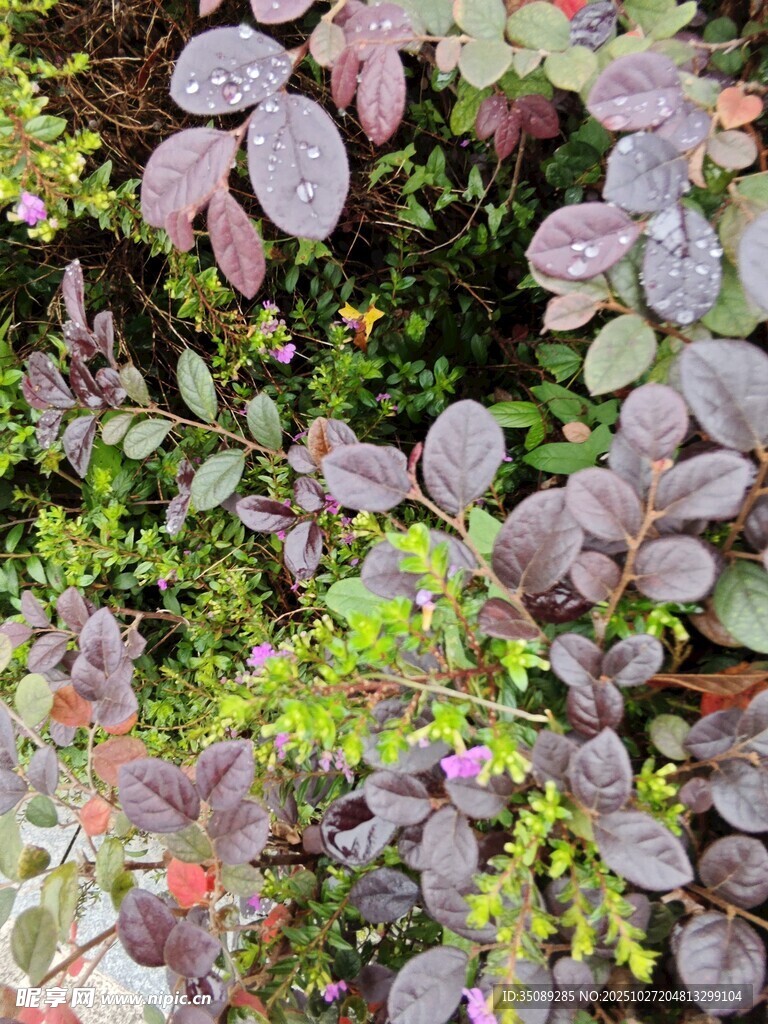 多彩叶片植物景观