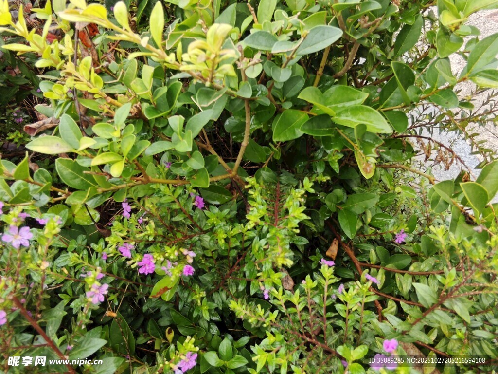 绿叶丛中的紫色小花