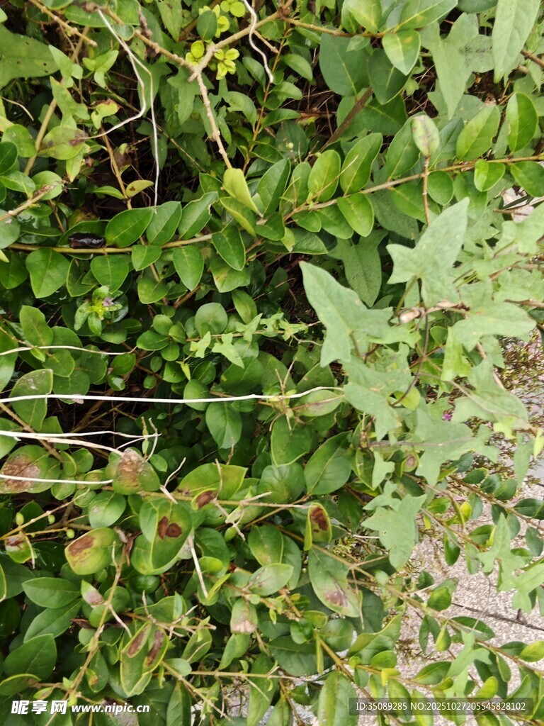 繁茂绿植景观