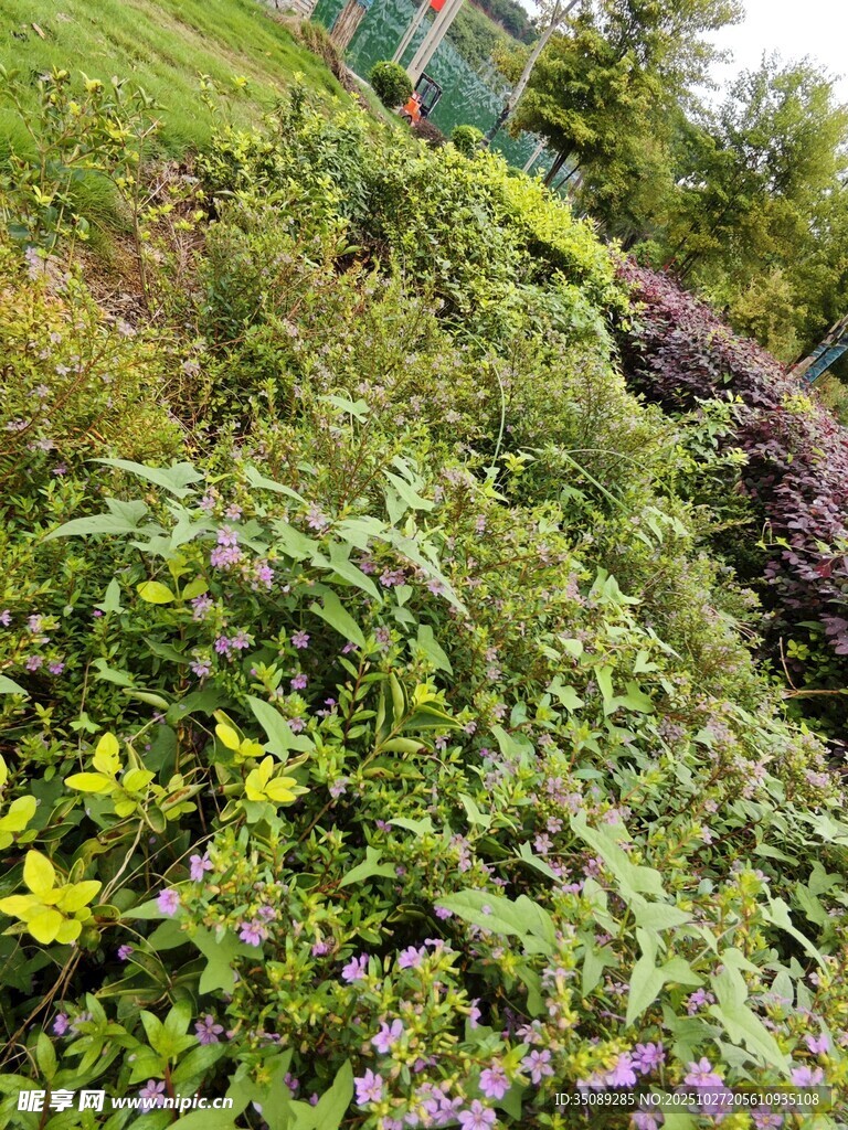 多彩繁茂的花园植物景观