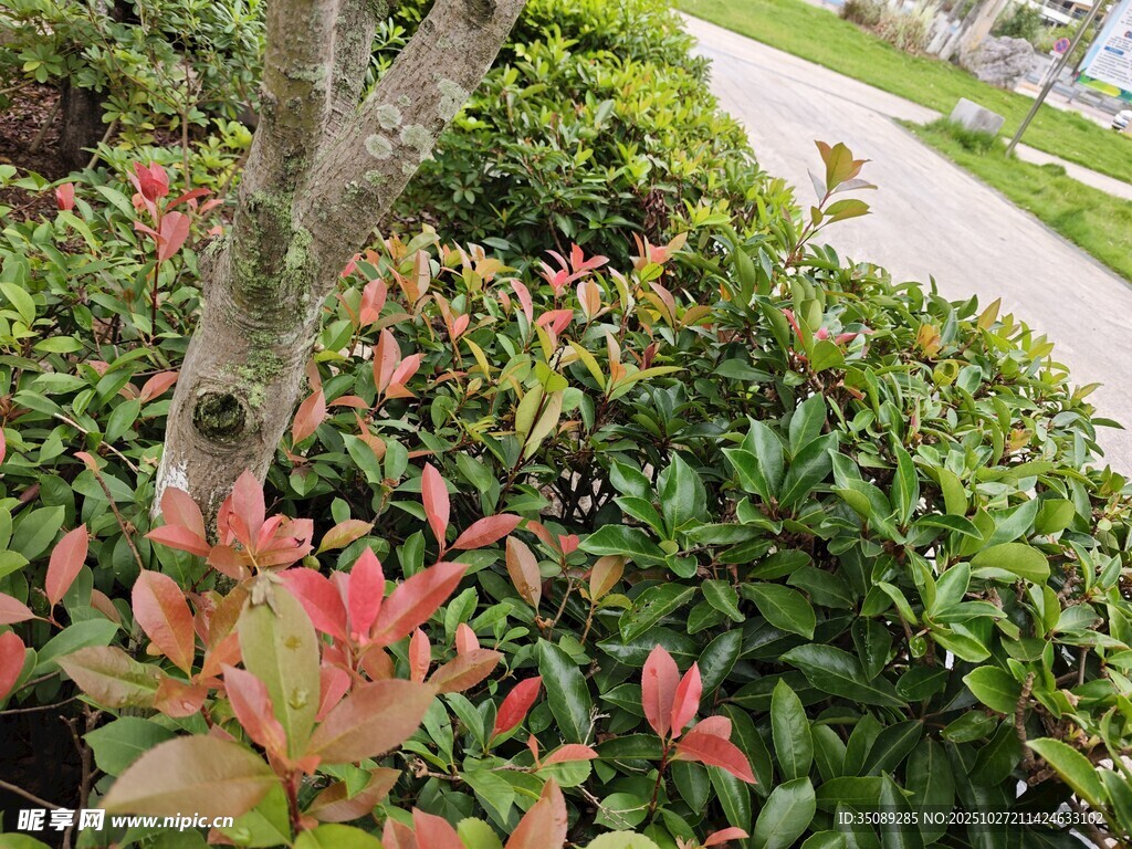 路边多彩灌木景观