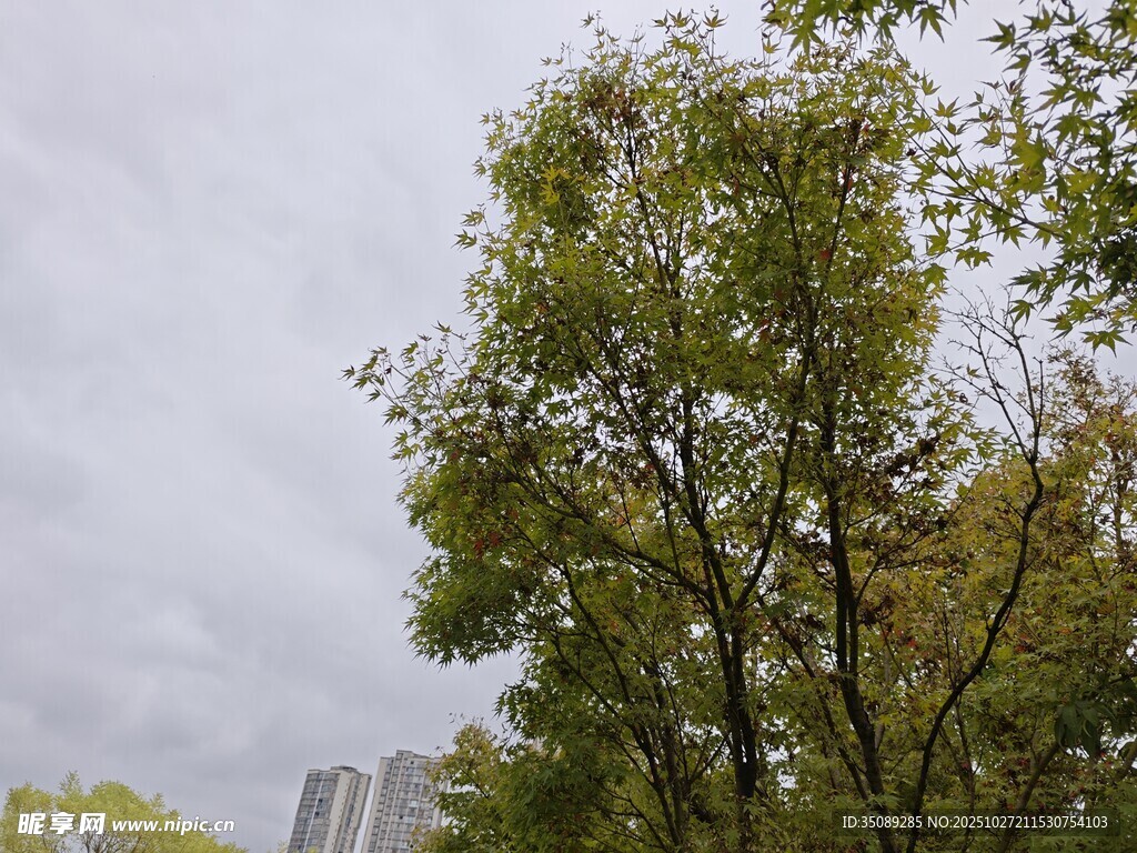 阴天里的葱郁树木