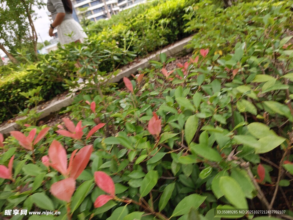 花园中色彩鲜艳的绿植