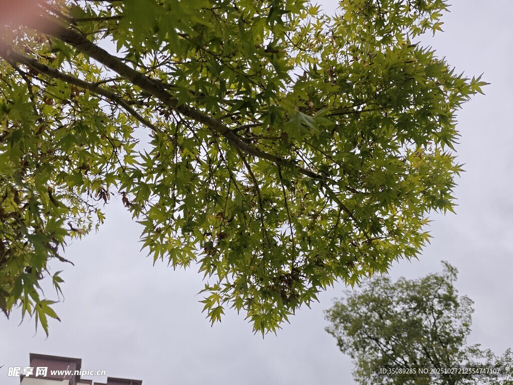 仰视翠绿繁茂的树枝树叶