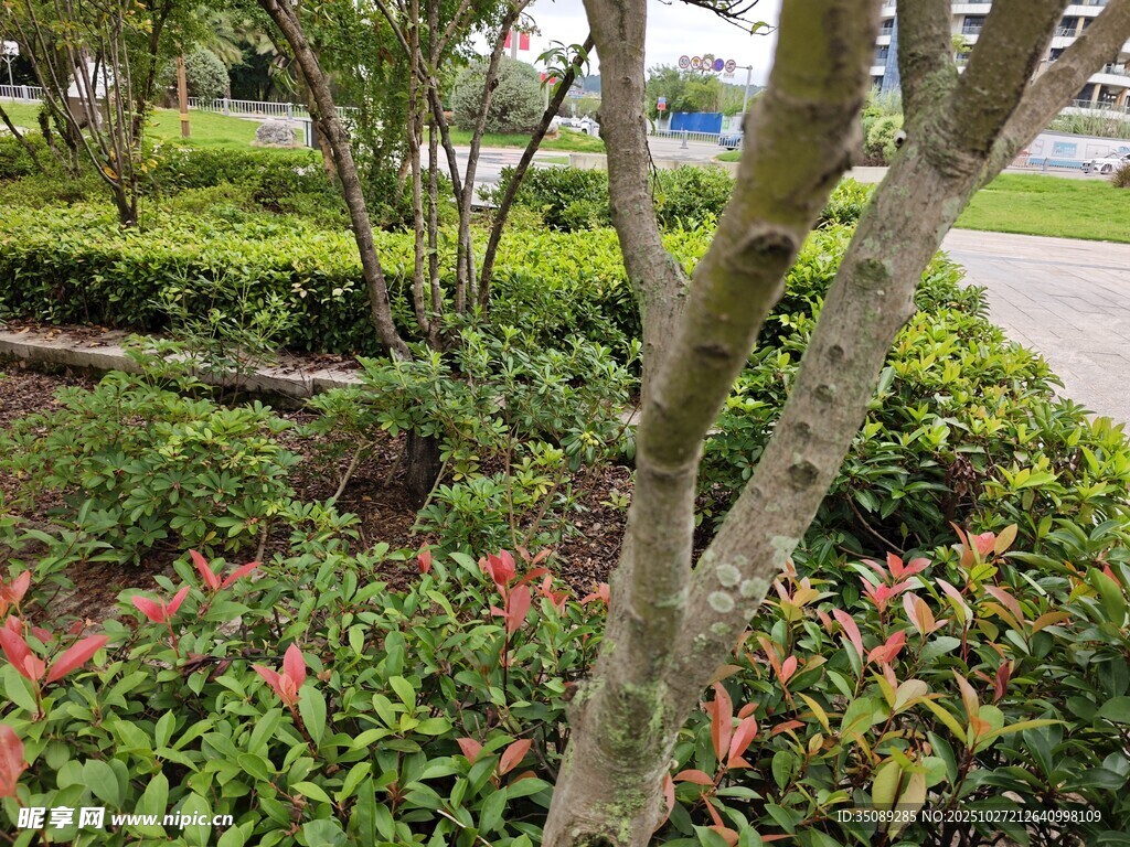 园林绿植景观一角